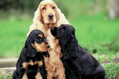 Cocker Spaniel Wallpapers High Resolution And Quality Download