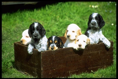 Free Wallpapers Cocker Spaniel Puppy