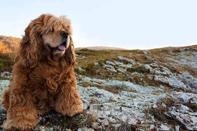 Cocker Spaniel Wallpapers HD Download