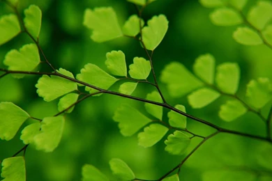 Green Leaves HD Wallpapers