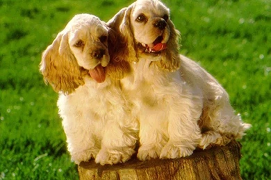 American Cocker Spaniel Wallpapers HD Download