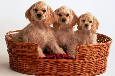 Cocker Spaniel Puppies   Puppies Wallpapers (9726097)   Fanpop