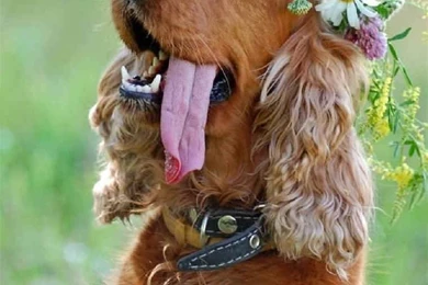 English Cocker Spaniel Photos And Wallpapers. The Beautiful ...