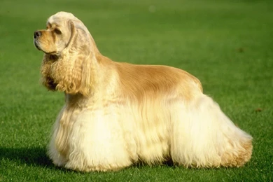 American Cocker Spaniel Wallpapers HD Download