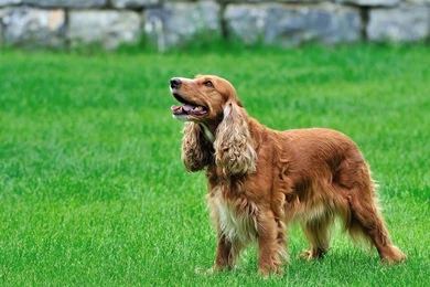 Cocker Spaniel Wallpapers HD Download