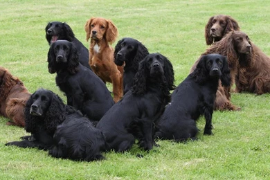 Pictures Of Cocker Spaniel Wallpapers   Free Pictures Of Cocker ...