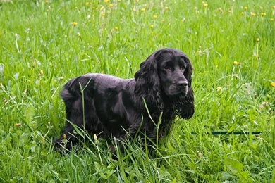 Black English Cocker Spaniel In The Grass Photo And Wallpapers ...