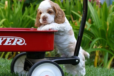 Cocker Spaniel Wallpapers In HD   Cute