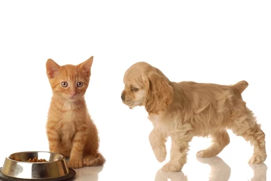 American Cocker Spaniel And The Red Cat Wallpapers And Images ...