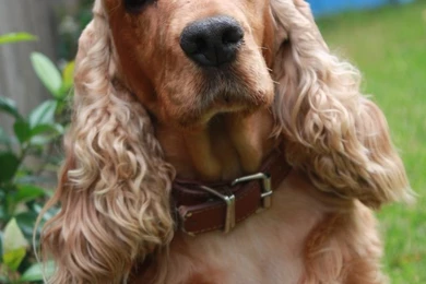 Cute English Cocker Spaniel Photo And Wallpaper. Beautiful Cute ...