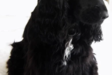 Free Wallpapers Black English Cocker Spaniel Dog