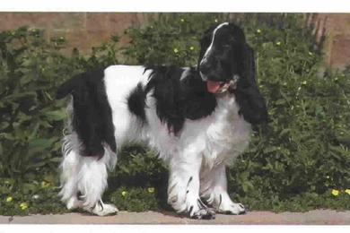 Free Wallpapers English Cocker Spaniel