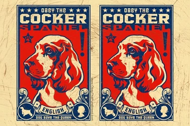 English Cocker Spaniel Wallpapers