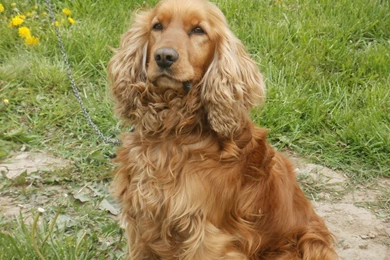 English Cocker Spaniel   Dog Breed History And Some Interesting Facts