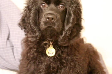 Chocolate Cocker Spaniel HD Wallpapers