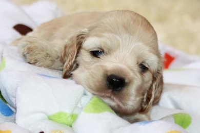 American Cocker Spaniel Puppy Photo And Wallpaper. Beautiful ...