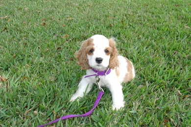 Free Wallpapers American Cocker Spaniel Dog Puppy