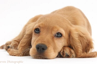 Gallery For   Golden Cocker Spaniel Puppies Wallpapers