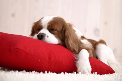 Cavalier King Charles Spaniel Cocker Spaniel Mix   Wallpaper.