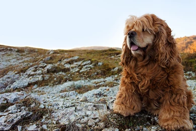Cocker Spaniel Wallpapers