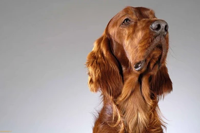 English Cocker Spaniel front 1.jpeg