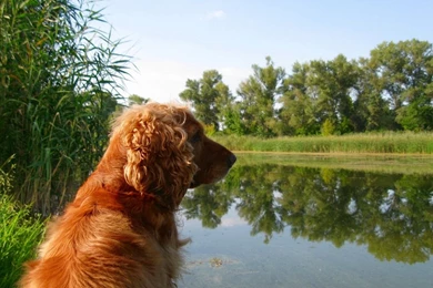 Download Wallpapers 1366x768 Cocker, Spaniel, Sitting, Pond, Grass ...