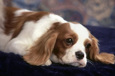 Puppies Cocker Spaniel Wallpapers