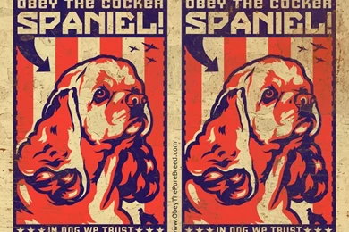 Cocker Spaniel Wallpapers