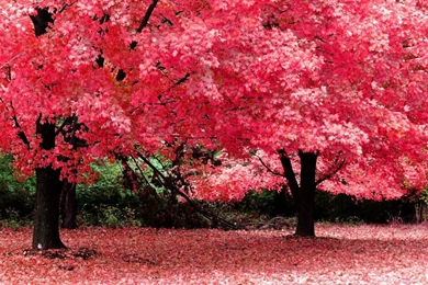 Wallpapers For Desktop Backgrounds Full Screen Hd