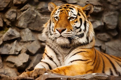 Other: Tiger Animal Rawr Rest Background Images For HD 16:9 High ...