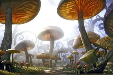 800x600px Wonderland 99.86 KB