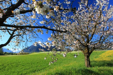 Beautiful Spring Landscape Wallpapers Designs 16665   Amazing ...