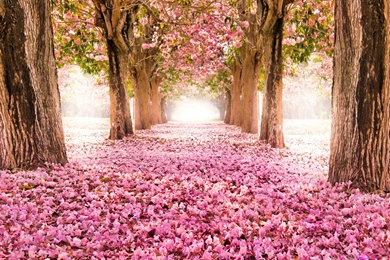 Flower Land   Spring Landscape HD Wallpapers