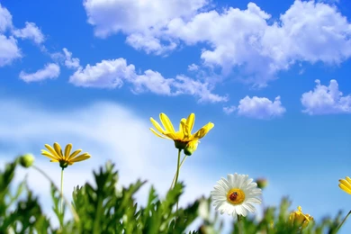 Gallery For   Background Images Nature Spring