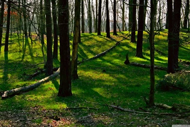 Spring Landscape Nature 11 HD Desktop Wallpapers : Widescreen ...