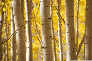 Birch Trees HD Desktop Wallpapers : High Definition : Fullscreen ...