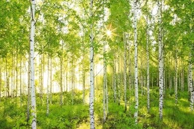 Birch Tree Wallpapers