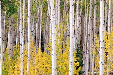 Download Wallpapers 3840x2400 Birch, Trees, Autumn Ultra HD 4K HD ...