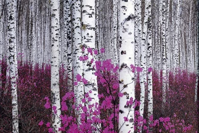 Download Home Depot Wallpapers And Borders Best Birch Tree ...