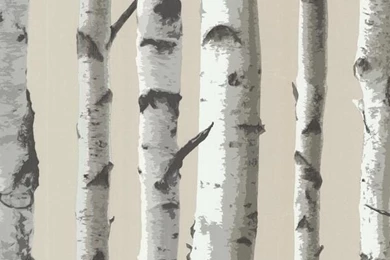 Irvin Gray Birch Tree Wallpaper, Bolt   Contemporary   Wallpapers ...