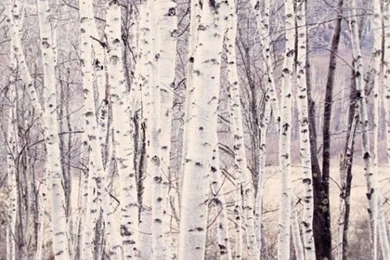 Gallery For Birch Tree Wallpapers Ikea