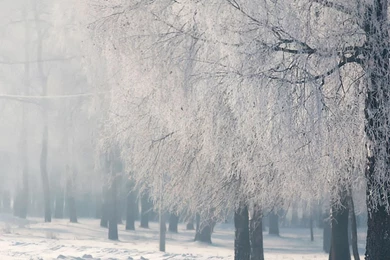 Download Wallpapers 3840x1200 Birch, Branches, Frost, Fog, Cold ...