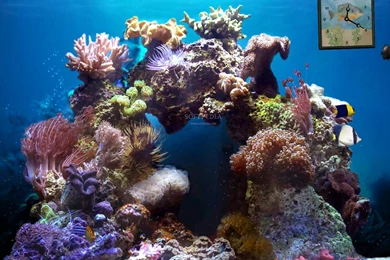 Animated Wallpapers HD Photo   Wallpapers Mela