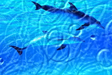 Windows Wallpapers Live Screensaver