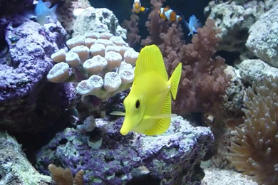 Yellow_tang_popular_aquarium_fish_widescreen_wallpaper.jpg
