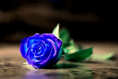 Blue Rose Wallpapers HD Pictures