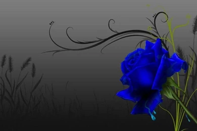 Blue Rose Wallpapers By Kisshugirl101 On DeviantArt