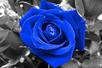 Free Blue Rose Wallpapers   Wallpapers Cave