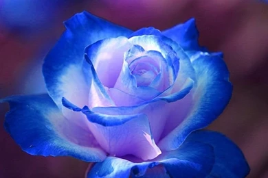 Blue Rose Wallpapers