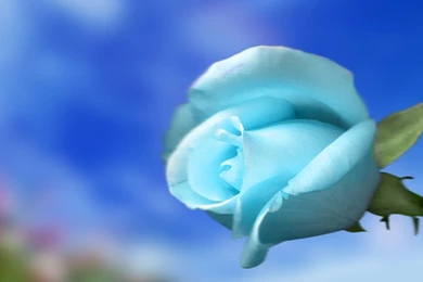 Sky Blue Rose Wallpapers   Flower Wallpapers